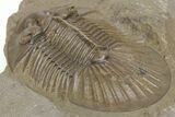 Scabriscutellum Trilobite With Axial Spines - Morocco #210735-5